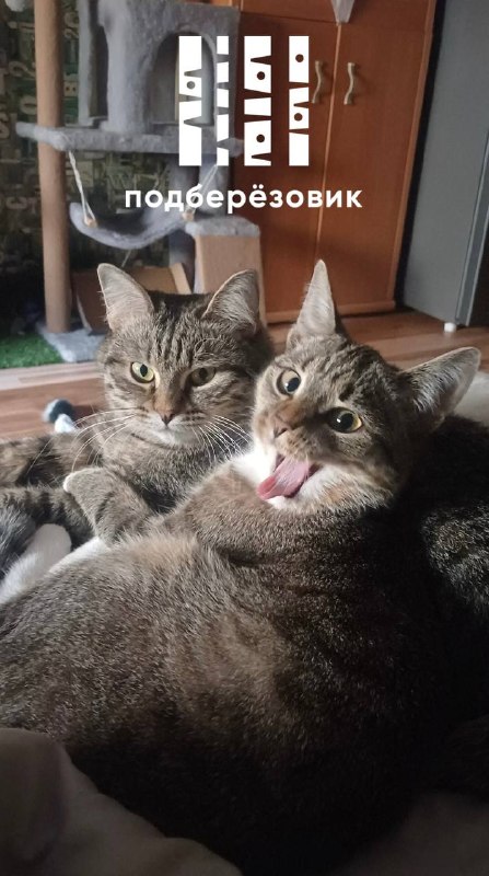 Пропал кот в Берёзовском