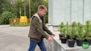 В парке Победы высадят 50 кедров