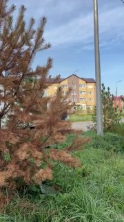 Общественный инспектор объяснил пожелтение сосен на Александровском проспекте в Уют-Сити (видео)