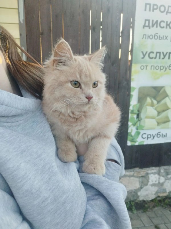 В Сарапулке на улице Ленина кошку выбросили в мусорном мешке