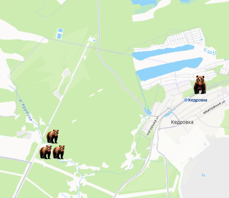 Семья медведей замечена в районе Кедровки