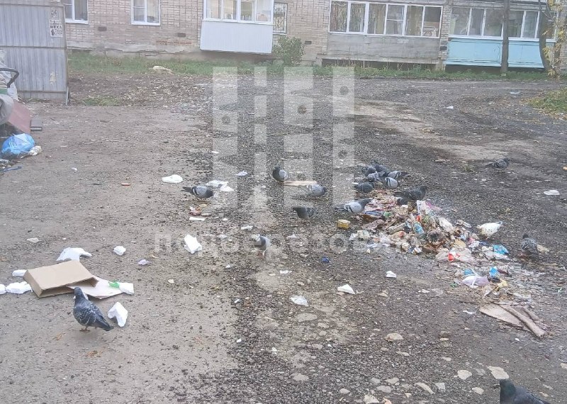 Житель сообщил в «Подберёзовик» о неубранной грязи после вывоза мусора на Театральной, 23