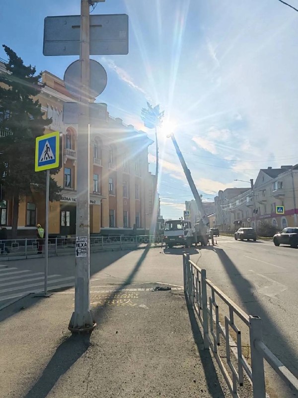 В Берёзовском спилили четыре голубые ели у школы искусств